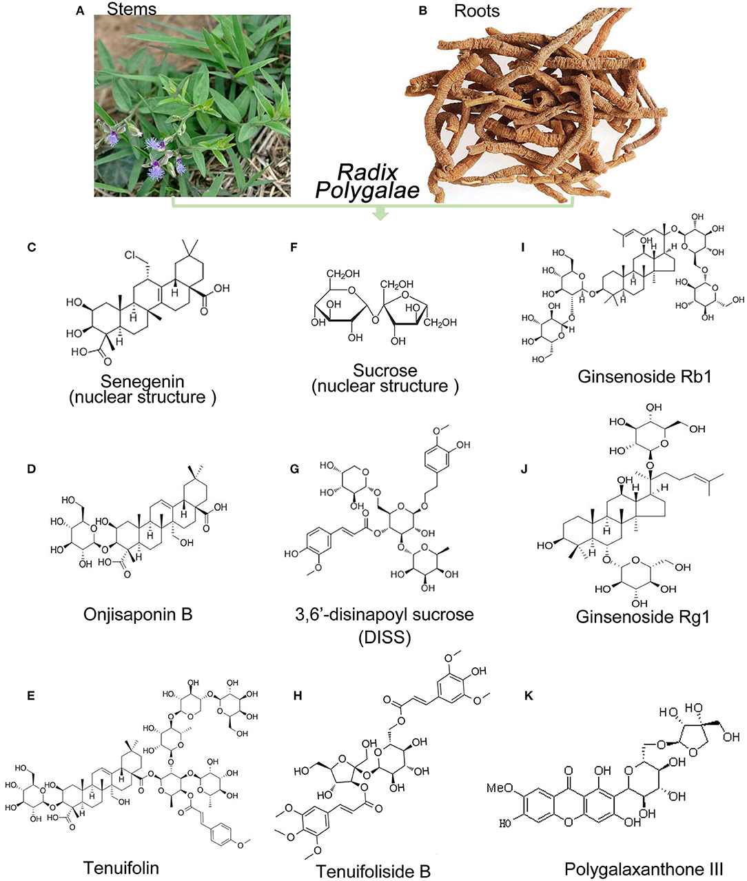 The truth about Polygalas effects and functions: Get the essential facts on its benefits and uses today.