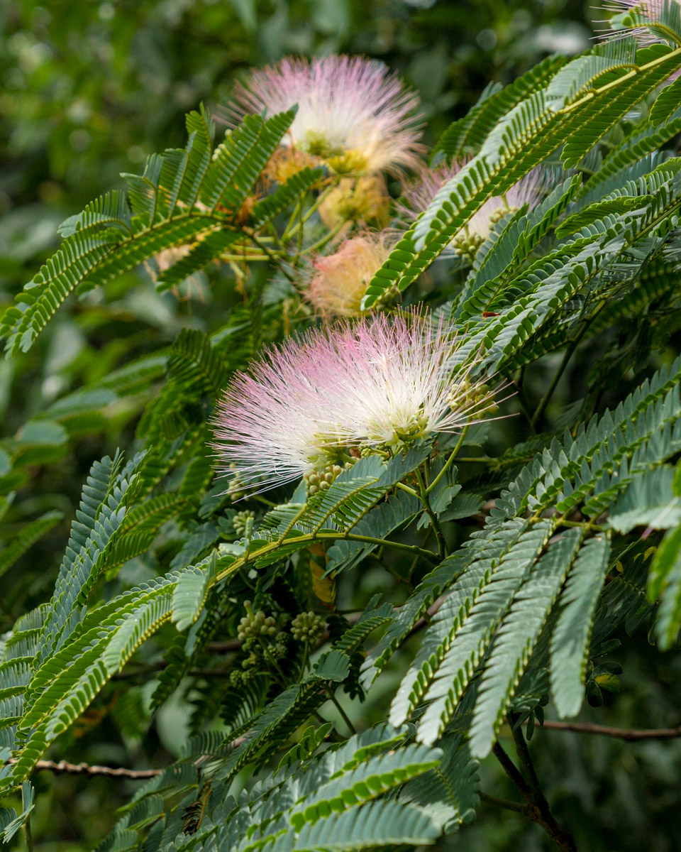 Are Albizia Flower Benefits and Effects really that good? (These top advantages will surely impress you!)