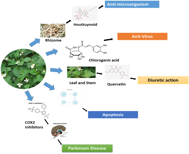 Houttuynia Cordata benefits and uses: How good is it really? (Top 3 ways this herb helps you!)