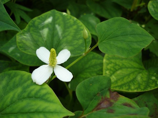 Houttuynia Cordata benefits and uses: How good is it really? (Top 3 ways this herb helps you!)