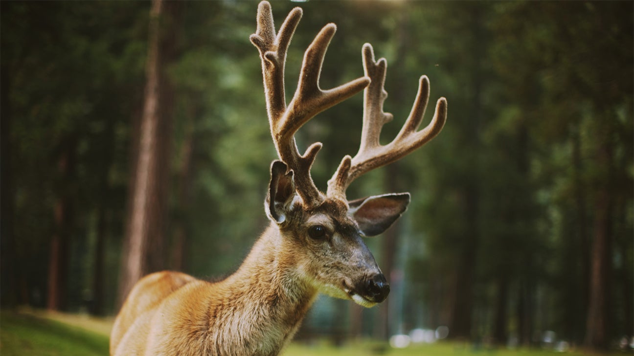 Deer Antler Benefits: Why Are They So Good? (Experts clearly explain the main powerful health advantages)