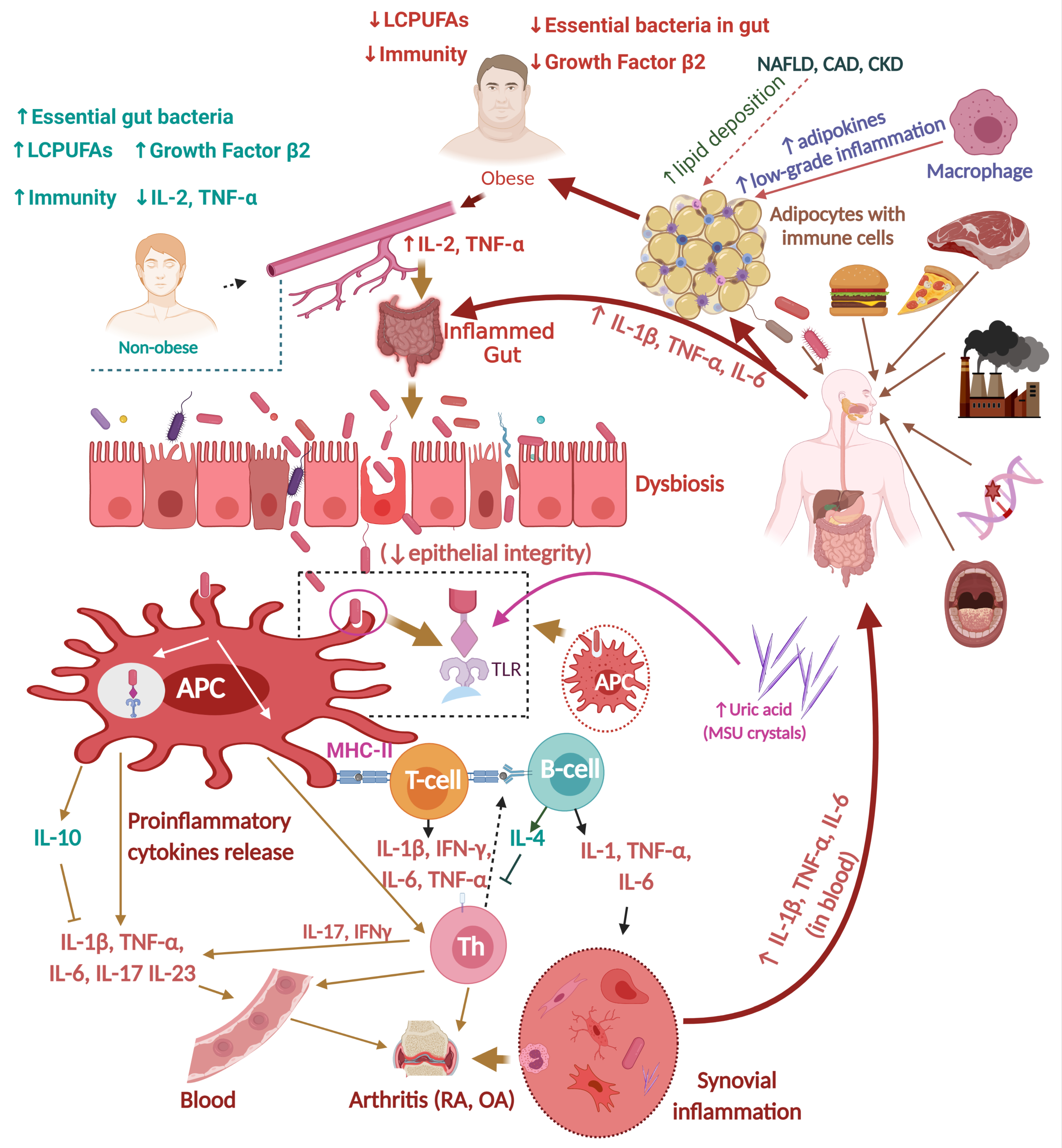 Typhonium Rhizomes efficacy and functions: Which health benefits are the most helpful for you?