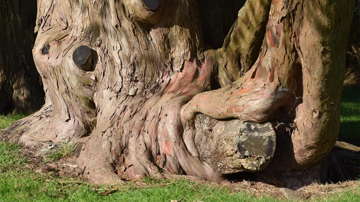 Magnolia Barks benefits and uses: What everyone should know about this natural helper.