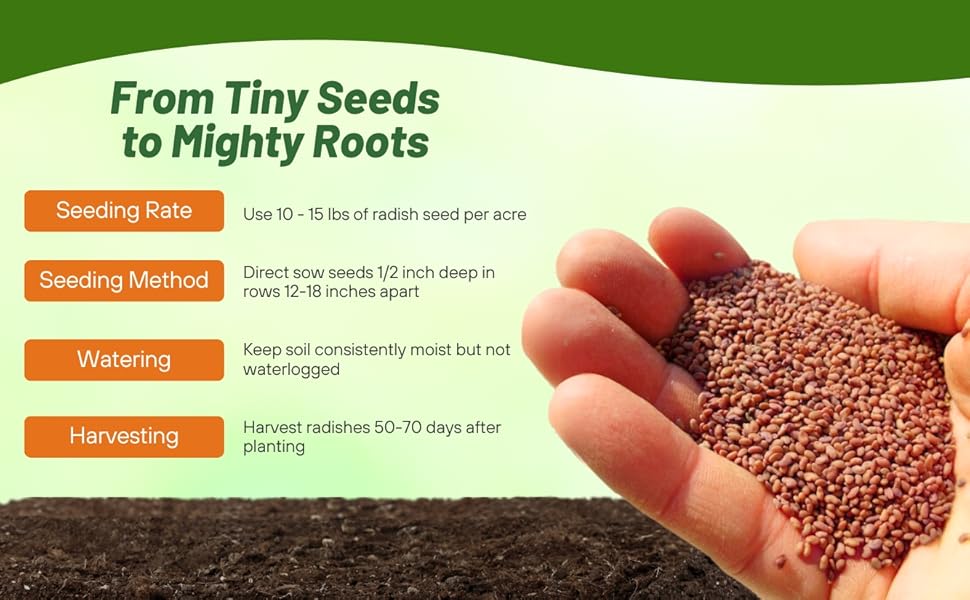 Radish Seed benefits and uses, what makes them great? (An old pro shares real tips for you!)