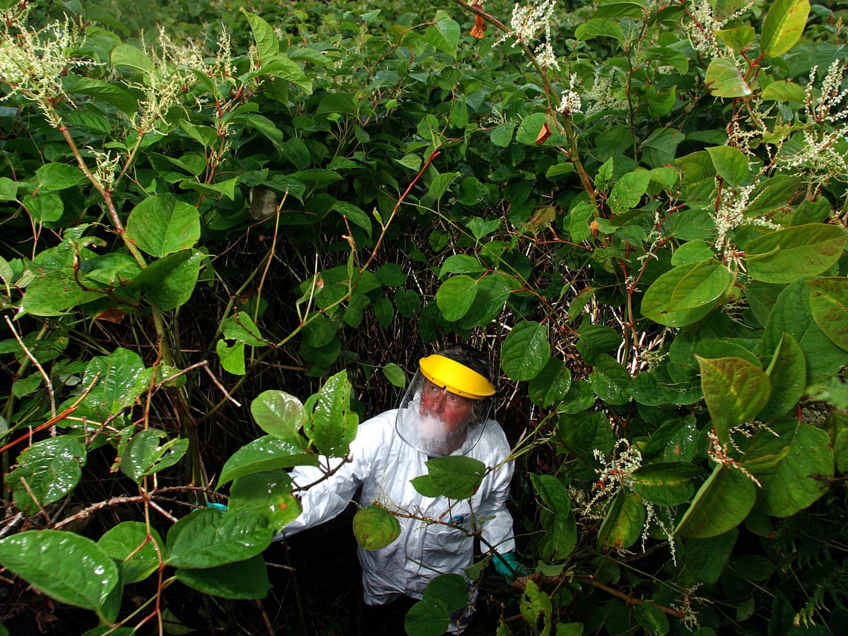Japanese Knotweed benefits and uses: Is it actually good for you? Find out amazing facts now.