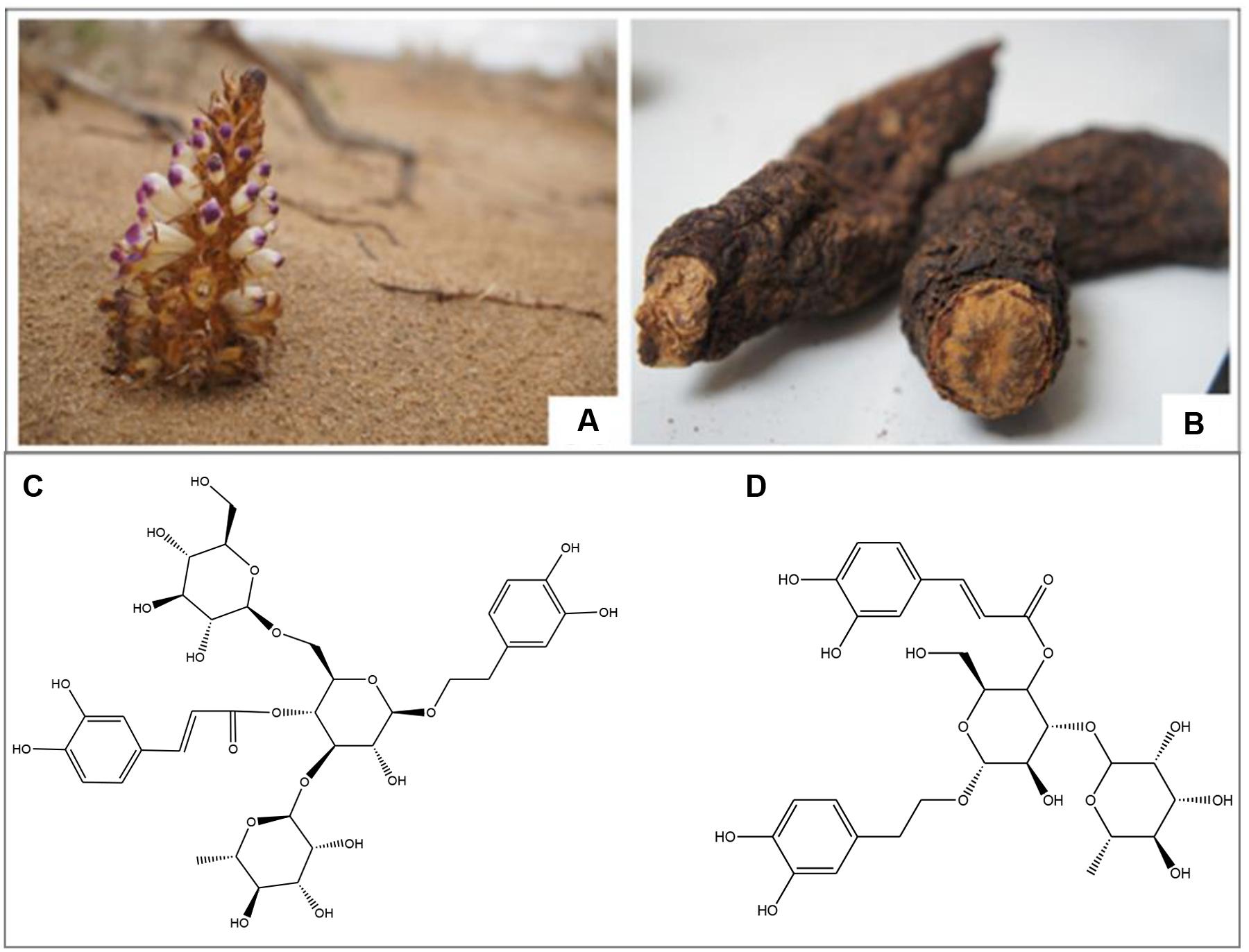 Everything on Cistanche benefits and effects: Your easy to understand guide to what this herb really does for you.