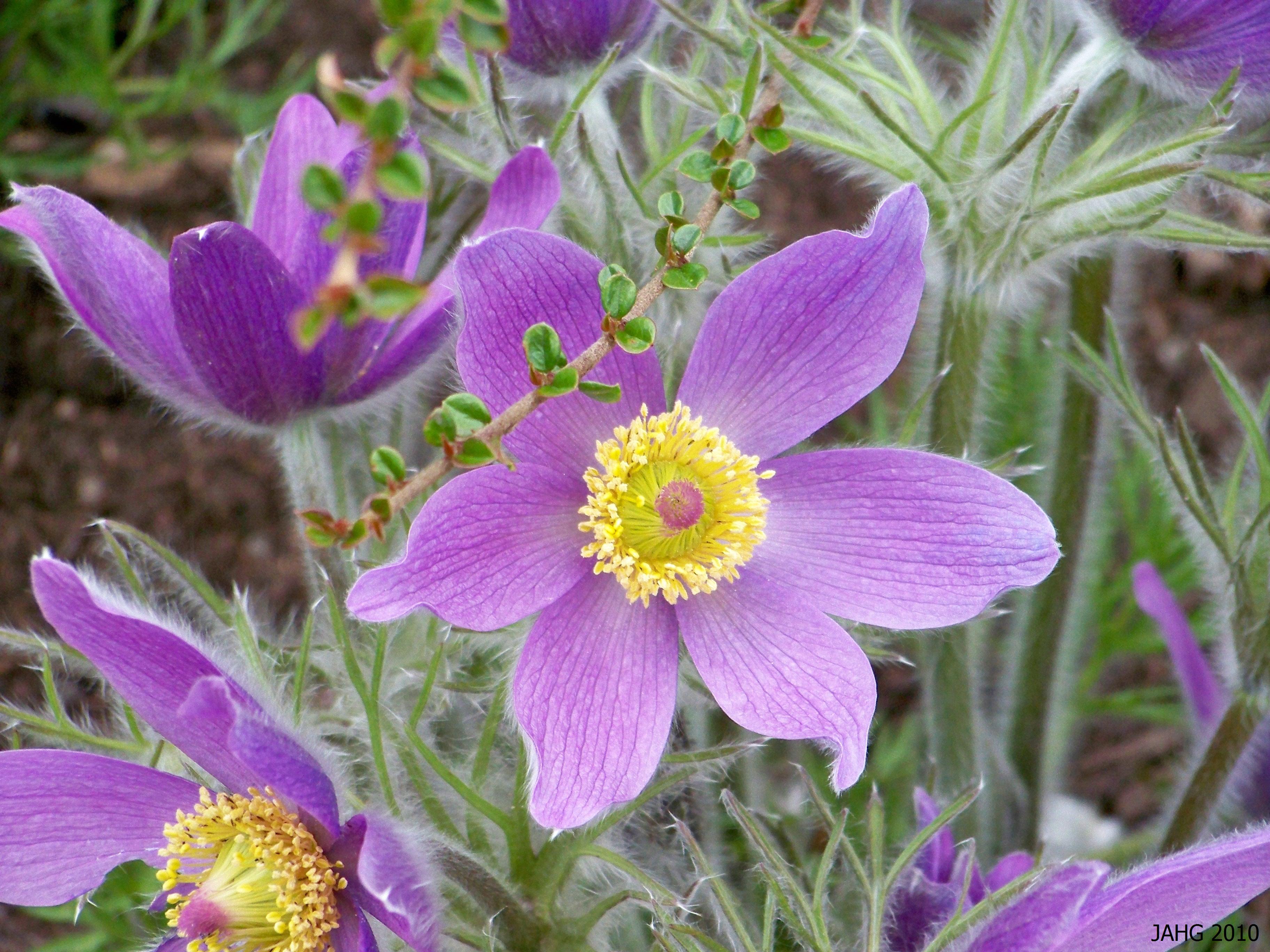 Pulsatillas benefits and uses for you (understand how this plant works its wonders easily).