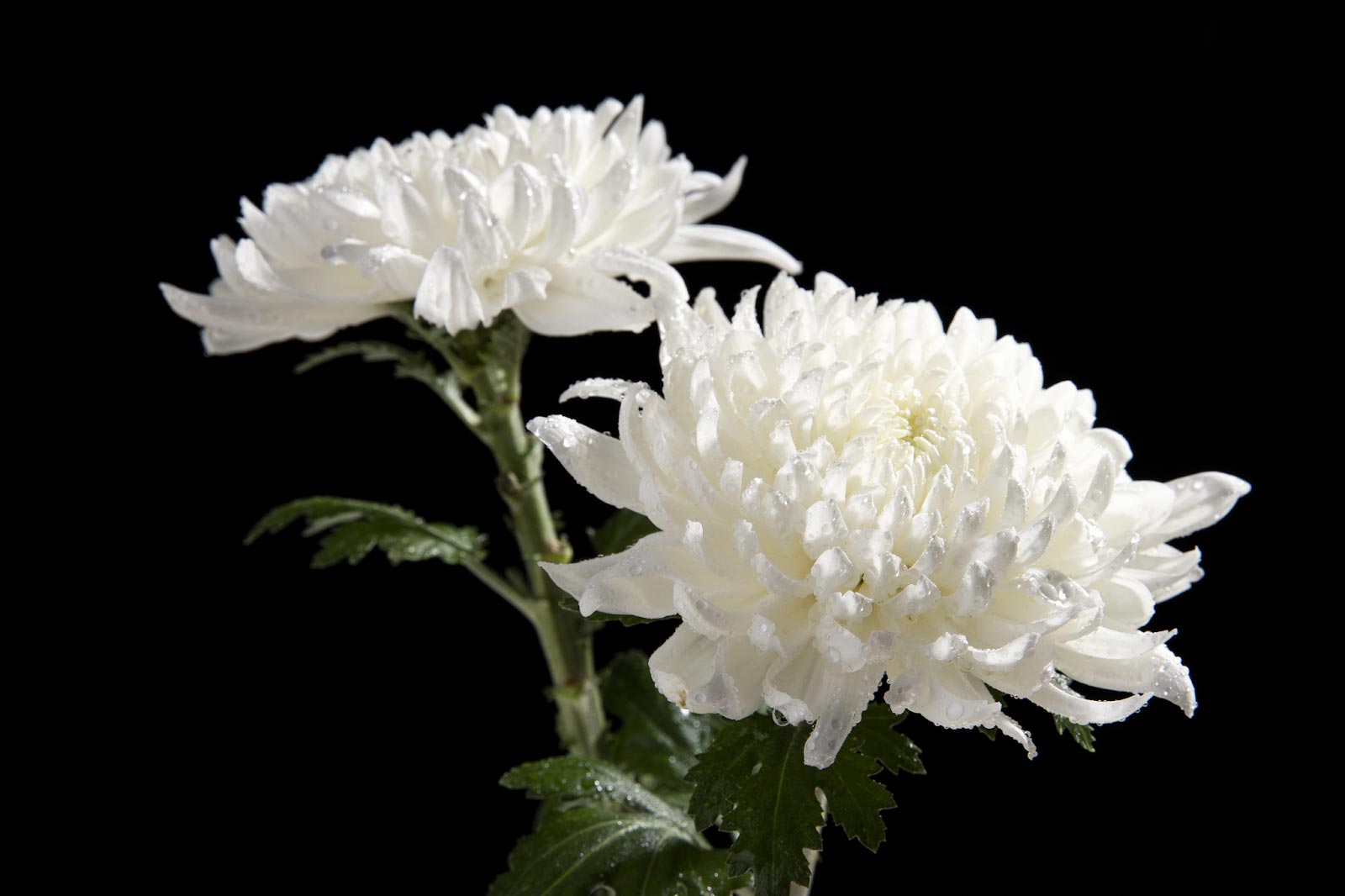 White Chrysanthemum Benefits and Effects: Whats the big deal? (Find out what this flower really does)