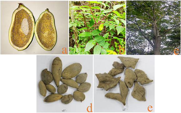 Are Galla Chinensis Benefits and Effects worth knowing? Yes! See 3 big ways it can help you.