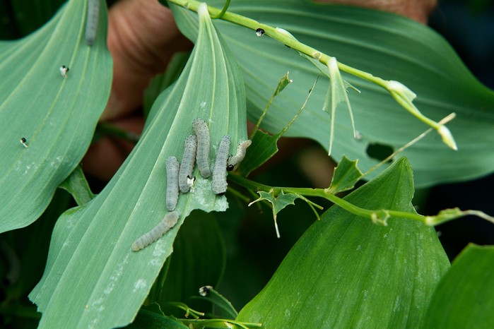 Curious about Solomons Seal benefits and effects? Here is what you absolutely need to know about this healing plant.