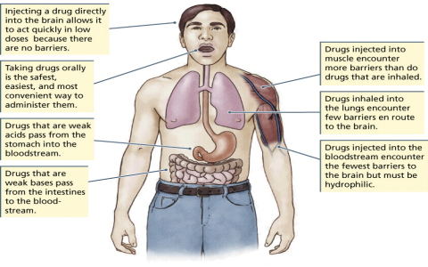 So whats Gusuibus efficacy and functions? These are the main good things it does for your body!