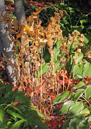 Curious about Solomons Seal benefits and effects? Here is what you absolutely need to know about this healing plant.