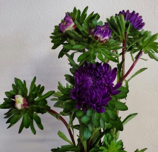 What are Asters efficacy and functions really? Discover its many surprising health benefits for you today!