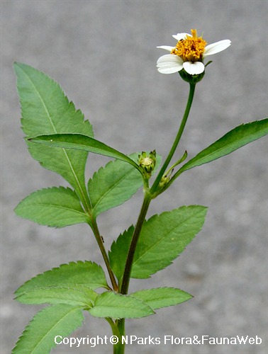 Bidens pilosa: What are its key Benefits and Effects? Here is what you really need to know.