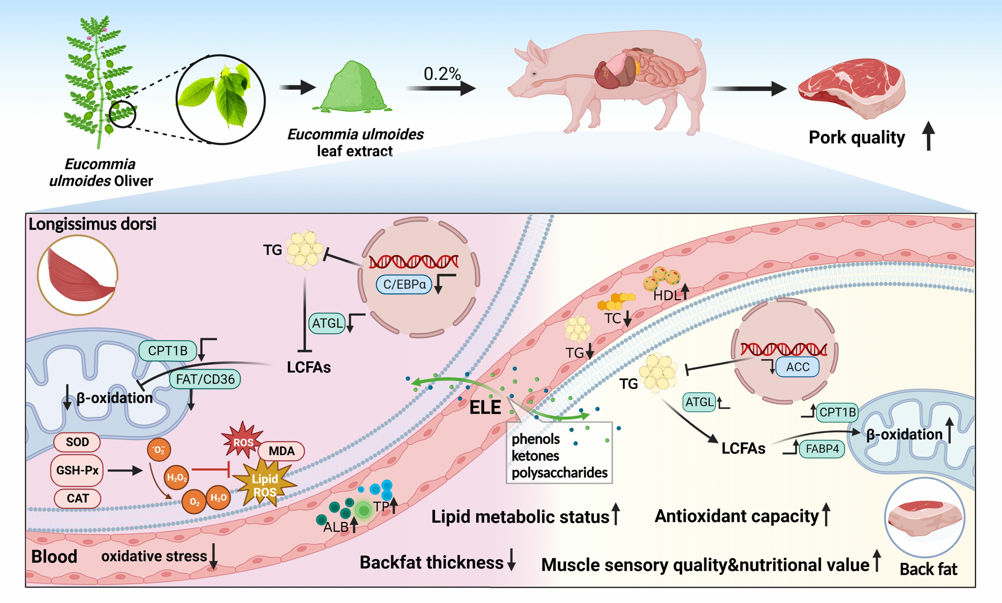 Benefits of Eucommia (Real Fast!)