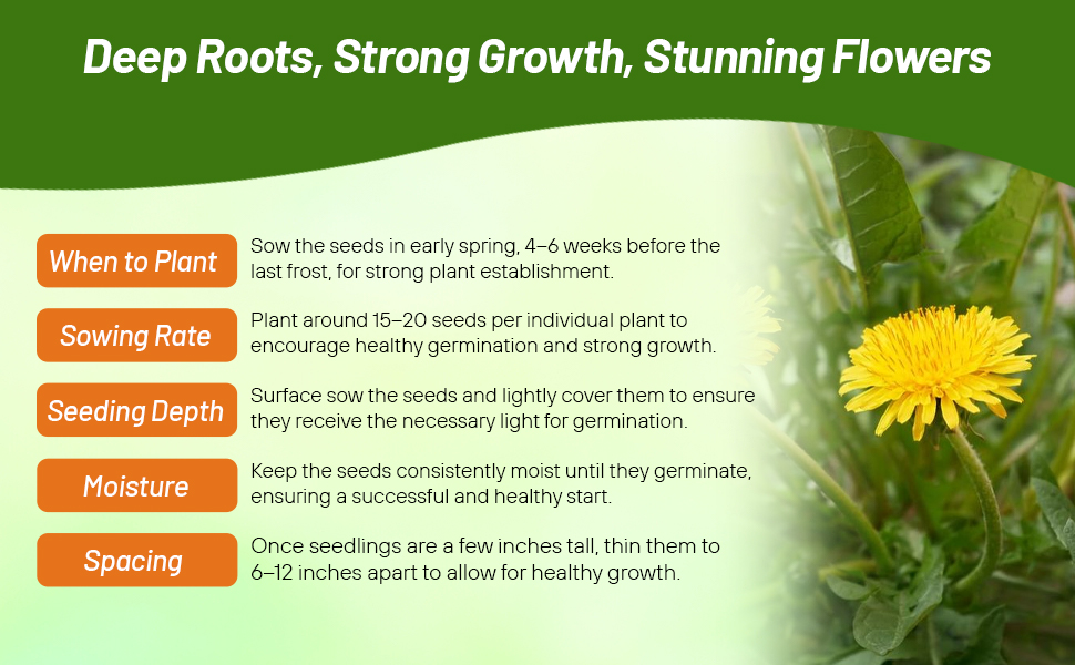 Want to truly understand Dandelion Benefits? Uncover the many secrets this amazing plant holds for achieving better health.