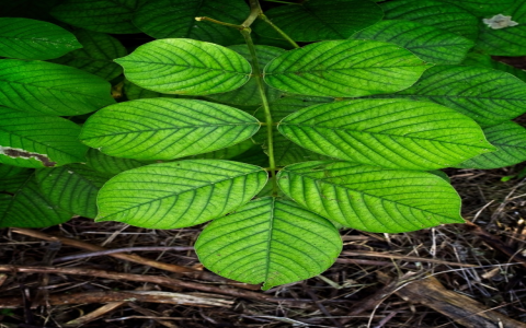 Angelica Sinensis benefits for womens health? See how this great herb can truly help you feel better!