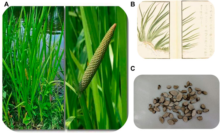 What are the Acorus Calamus benefits? Discover its many amazing health advantages for you.
