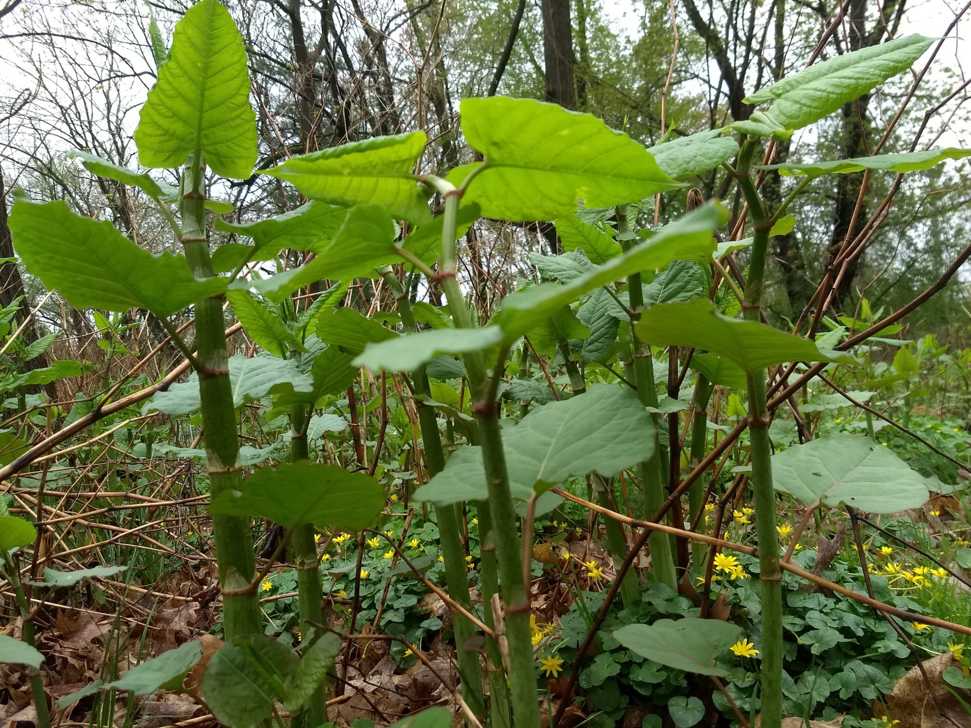 Japanese Knotweed benefits and uses: Is it actually good for you? Find out amazing facts now.