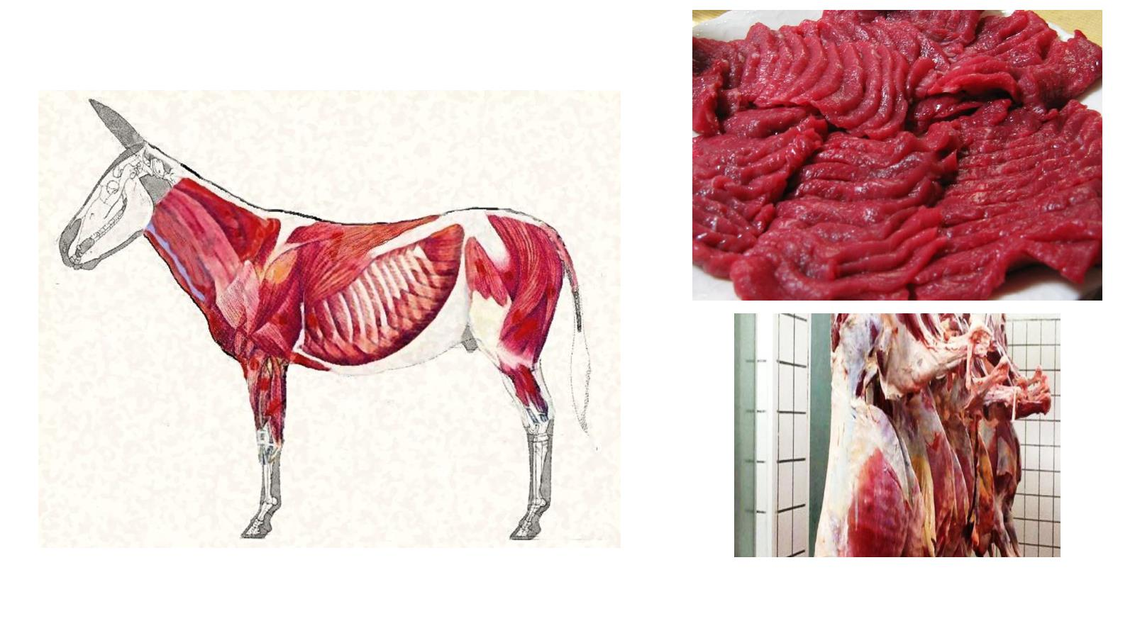 Donkey meat benefits and effects explained clearly: Discover why it is great for your body and general wellness.