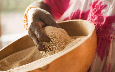Golden Buckwheat effects and functions: whats the big deal? Find out why it is great for you!