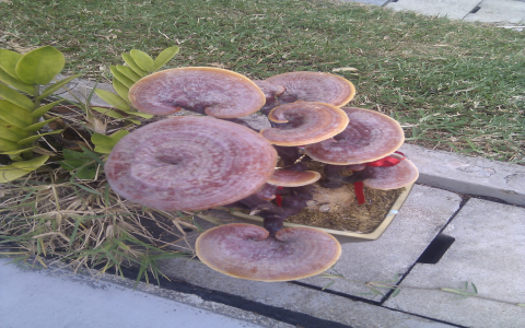 What are The Efficacy and Functions of Shi Jue Ming? Discover its amazing health benefits now!