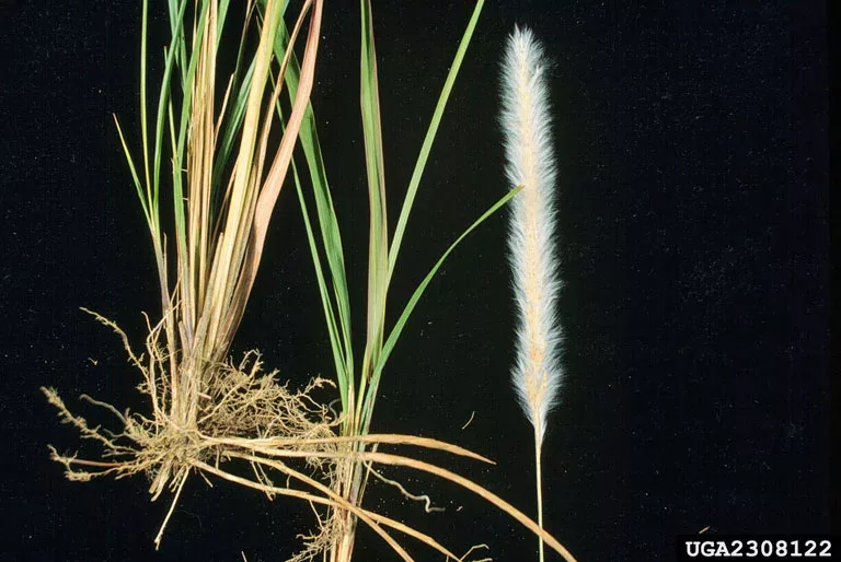 Want to know Cogongrass Root benefits and effects? This guide explains its main uses easily!