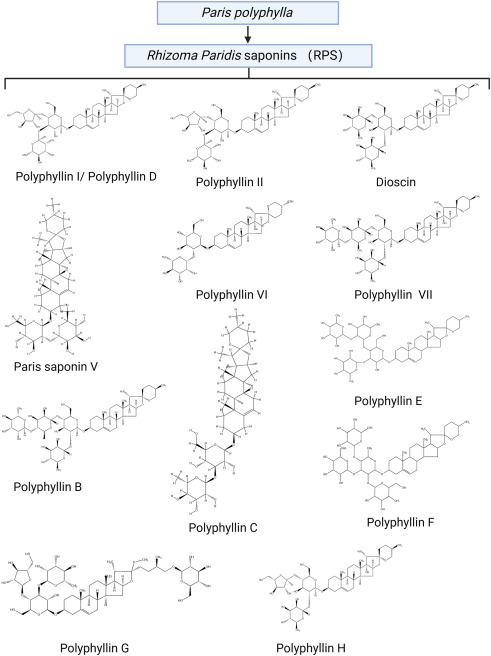 Learn the key Rhizoma Paridis effects and functions: A simple guide to its powerful uses today.