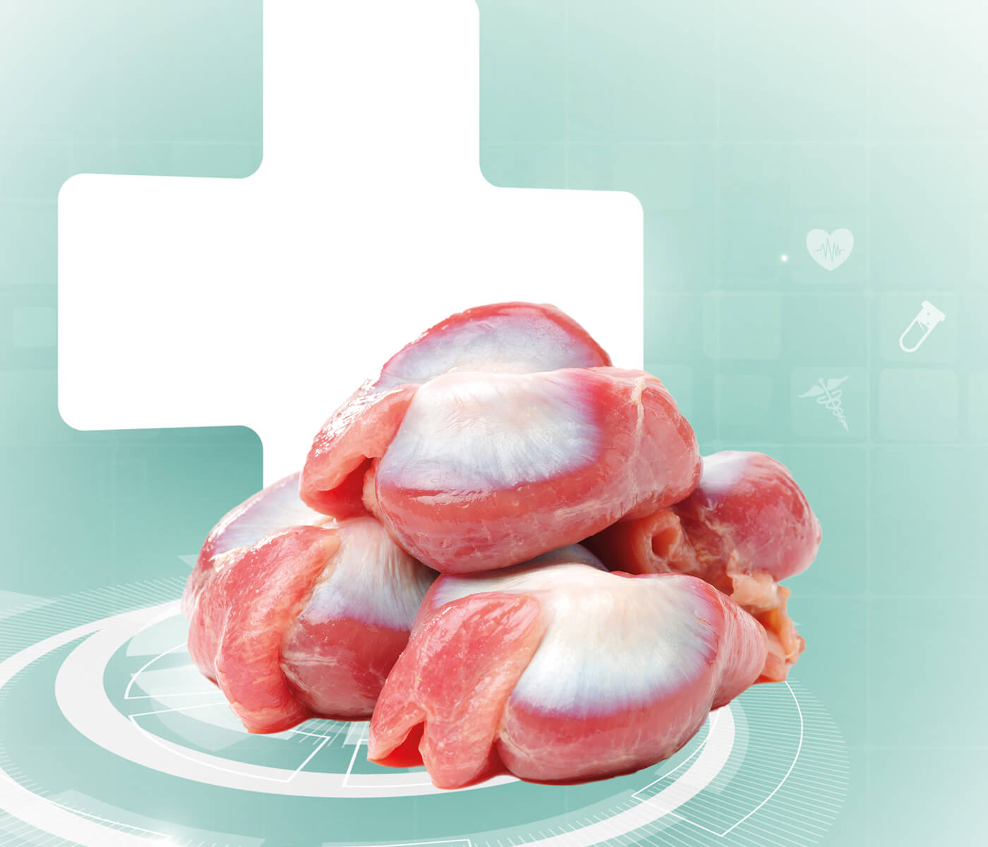 The real efficacy of Chicken Gizzard Lining: Why it is so good for digestion and kids.