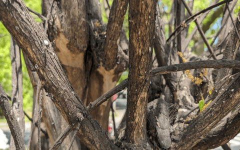Magnolia Barks benefits and uses: What everyone should know about this natural helper.