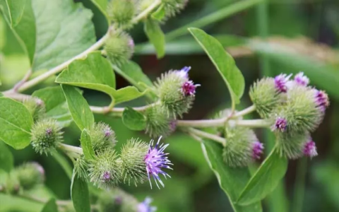 What are Rehmannias benefits and uses? How this simple herb helps your body daily.
