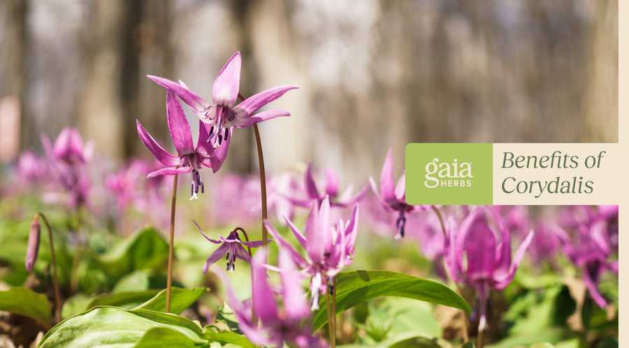 Are Corydalis benefits and effects worth it? Hear what users say about this natural remedy.