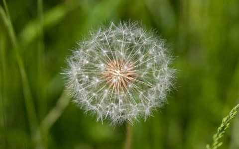 Why care about dandelions benefits and uses? Understanding its amazing impact on your overall health today.