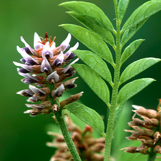 Understanding Raw Licorice Root Benefits and Uses: Why is this herb so popular? (Key facts you should know)