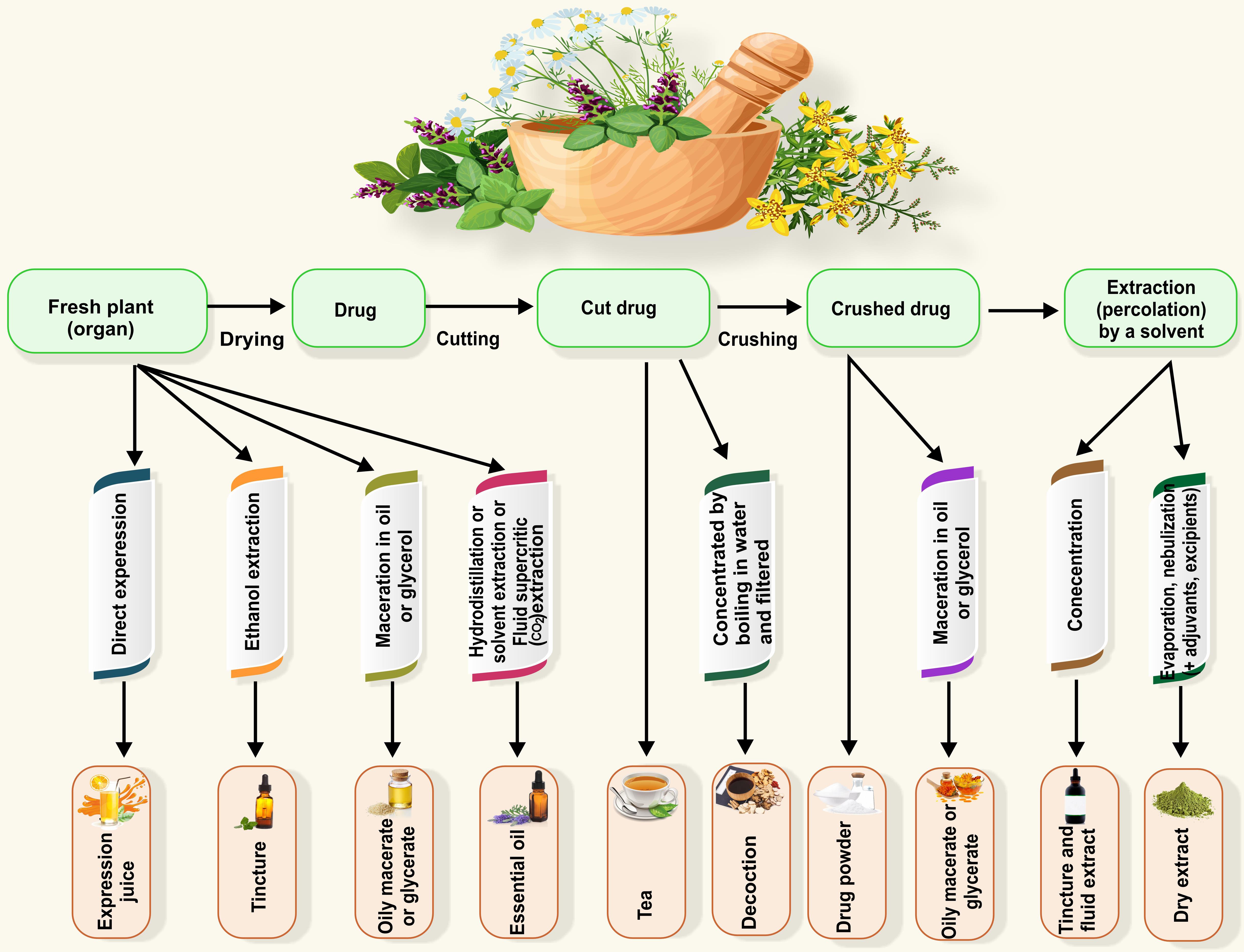 Exploring Wu Ling Zhis Efficacy and Function: How This Ancient Herb Can Boost Your Health.