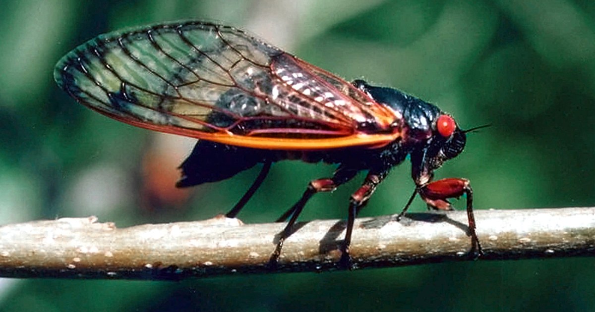 What are Cicada Slough benefits and uses? Simple answers about this natural wonder now.