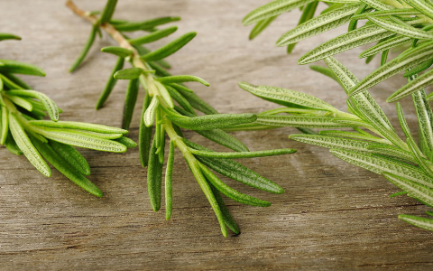 How to get the best from Gusuibus effects and uses? Old tips for using this herb right.