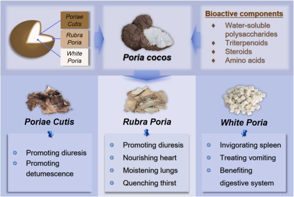 Why consider Poria Cocos Benefits? (See how it improves your daily health and energy levels naturally)