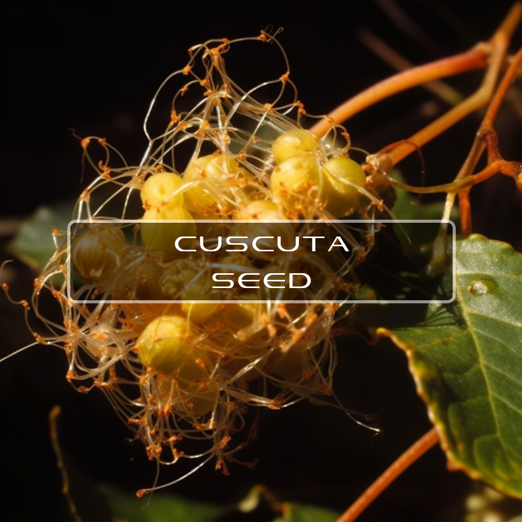 Are Cuscuta seed benefits real? Learn about 4 proven positive impacts this herb has on your body.