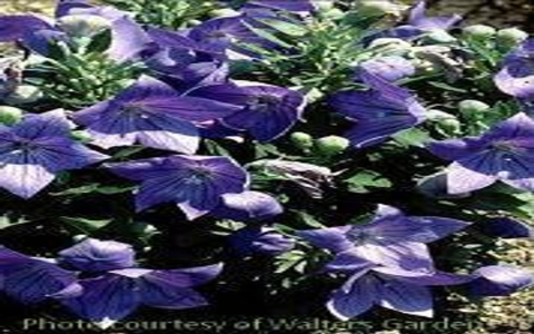 Top Platycodon Grandiflorus benefits and effects: Why this balloon flower is great for your wellness.