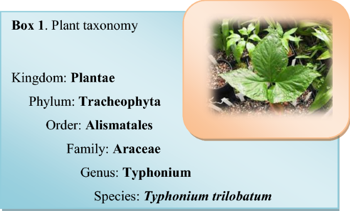 Typhonium Rhizomes efficacy and functions: Which health benefits are the most helpful for you?