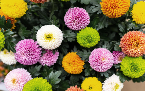 White Chrysanthemum Benefits and Effects: Whats the big deal? (Find out what this flower really does)
