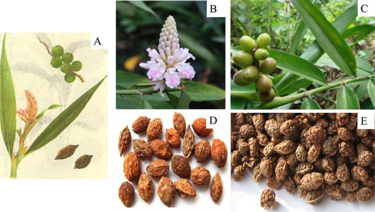 Understanding Alpinia Oxyphylla benefits and effects simply (Your easy guide to what this herb does)