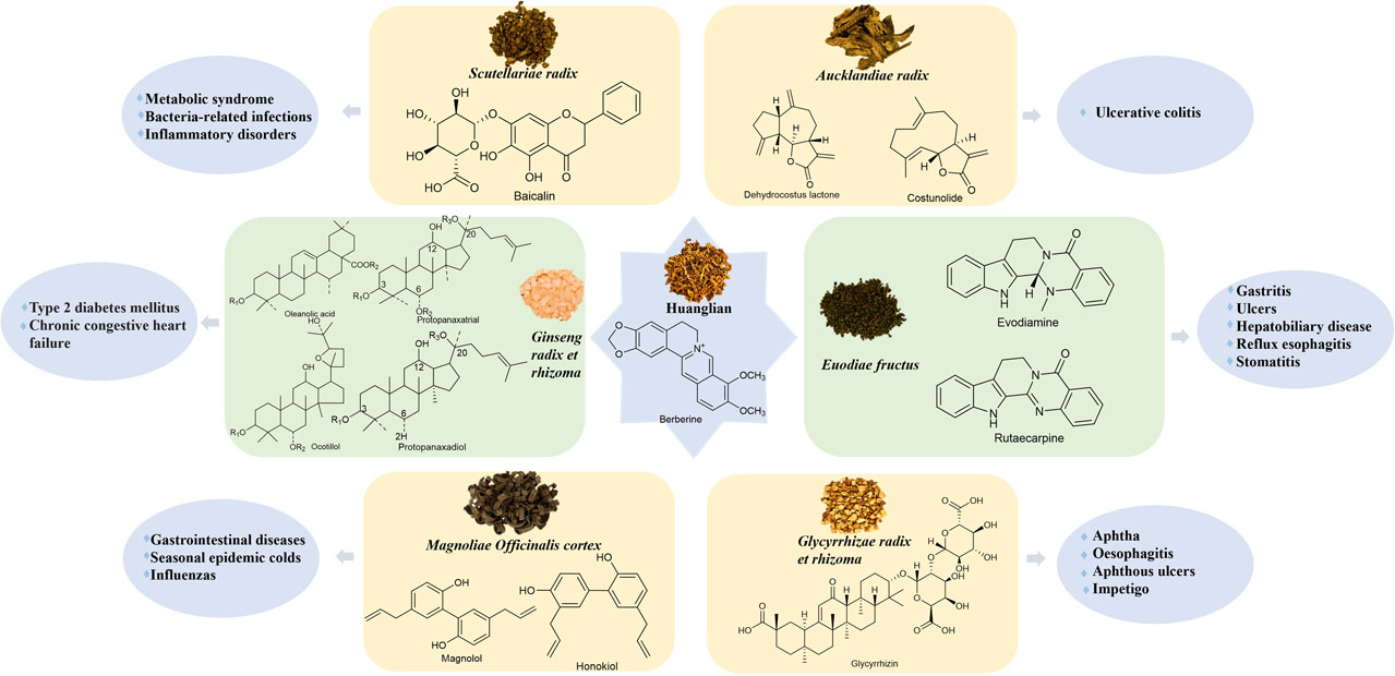 What are Xian Maos effects and benefits? Discover how this herb can help your body easily.