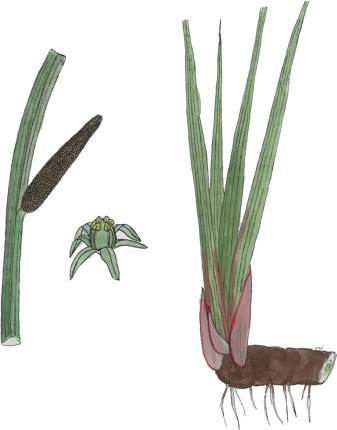 What are the Acorus Calamus benefits? Discover its many amazing health advantages for you.
