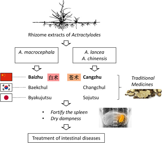 Want to know Atractylodes Rhizomes benefits? Learn about its powerful effects and easy applications.