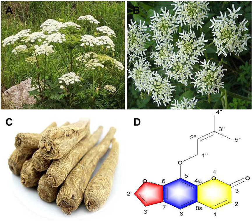How can you best use Angelica Dahurica benefits and uses? Get practical tips for amazing results!