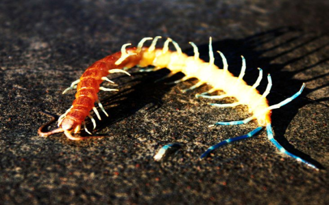 Centipeda Herbs efficacy and effects are powerful: See why this herb is so good for wellness.