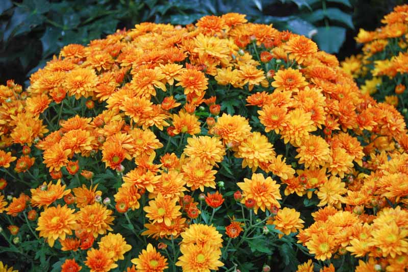 Curious about Chrysanthemum Tea benefits and effects? Find out its many uses and impacts.