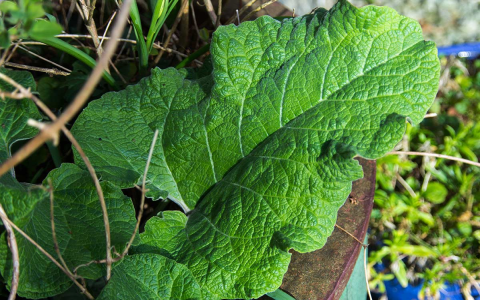 How does Burdock fruit work its magic? Learn its efficacy and function in plain English.